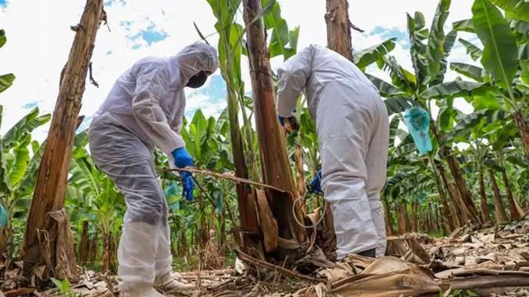 sector-bananero-pide-emergencia-fitosanitaria-por-avance-de-moko-y-fusarium
