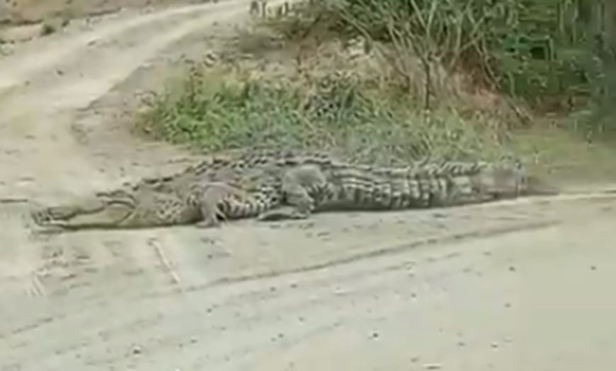 presencia-de-enorme-caiman-genera-alarma-en-el-canton-daule